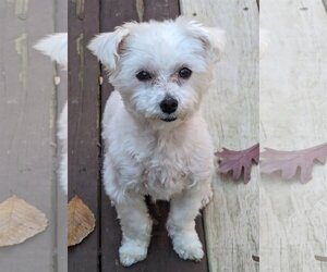 Maltese Dogs for adoption in Greensboro, NC, USA