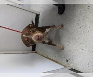 American Pit Bull Terrier-Pointer Mix Dogs for adoption in Standish, MI, USA