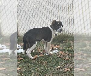 Aussiedor Dogs for adoption in Ogden, UT, USA
