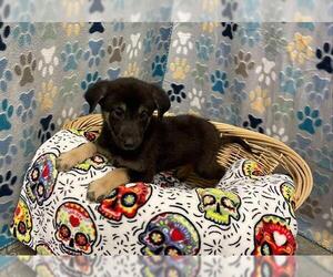 German Shepherd Dog-Unknown Mix Dogs for adoption in Rosenberg, TX, USA