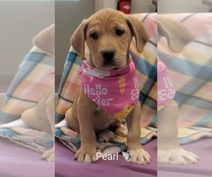 Black and Tan Coonhound-Labrador Retriever Mix Dogs for adoption in SHERBURNE, NY, USA