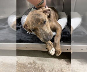 American Staffordshire Terrier-Unknown Mix Dogs for adoption in Waco, TX, USA