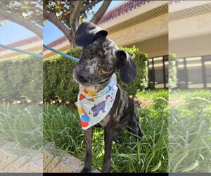 Chihuahua-Unknown Mix Dogs for adoption in Fresno, CA, USA