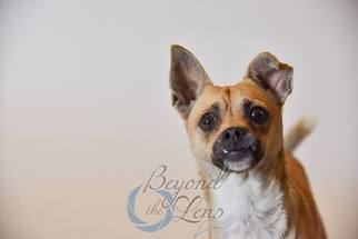 Medium Photo #1 Chug Puppy For Sale in Oxford, MI, USA