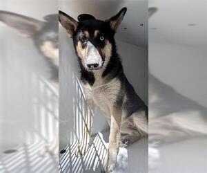Siberian Husky-Unknown Mix Dogs for adoption in Houston, TX, USA