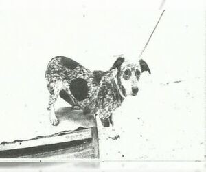 Chiweenie Dogs for adoption in Missouri City, TX, USA