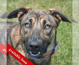 Dutch Shepherd -German Shepherd Dog Mix Dogs for adoption in Huntley, IL, USA