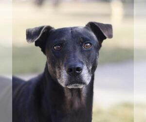 Labrador Retriever-Unknown Mix Dogs for adoption in San Antonio, TX, USA