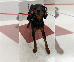 Black and Tan Coonhound Dogs for adoption in Plano, TX, USA