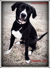 American Staffordshire Terrier-Labrador Retriever Mix Dogs for adoption in Blacklick, OH, USA
