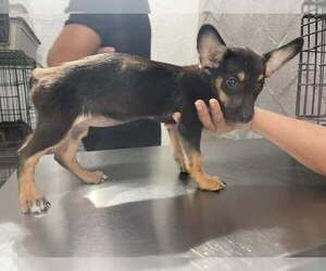 Dachshund-Unknown Mix Dogs for adoption in Arlington, WA, USA