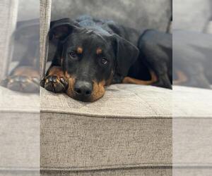 Labrador Retriever-Unknown Mix Dogs for adoption in San Antonio, TX, USA