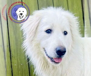 Great Pyrenees Dogs for adoption in Spring, TX, USA