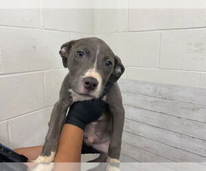 American Pit Bull Terrier Dogs for adoption in San Bernardino, CA, USA