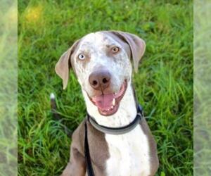 Great Dane Dogs for adoption in Kansas City, MO, USA