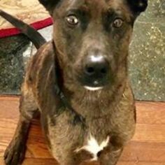 Catahoula Leopard Dog-Unknown Mix Dogs for adoption in Springfield, IL, USA