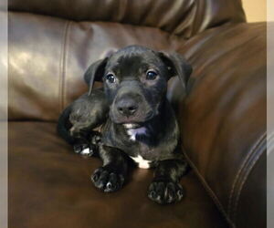 American Pit Bull Terrier-Labrador Retriever Mix Dogs for adoption in Princeton, MN, USA