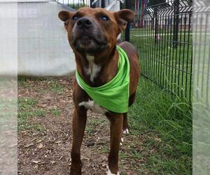 American Staffordshire Terrier-Unknown Mix Dogs for adoption in San Antonio, TX, USA