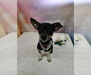 Miniature Pinscher-Unknown Mix Dogs for adoption in Metairie, LA, USA