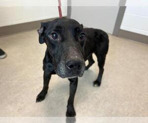 American Pit Bull Terrier-Labrador Retriever Mix Dogs for adoption in Saginaw, MI, USA