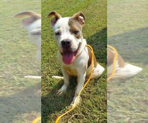American Staffordshire Terrier-Unknown Mix Dogs for adoption in Glen Allen, VA, USA