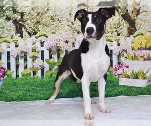 Border Collie-Unknown Mix Dogs for adoption in Oroville, CA, USA