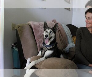 Siberian Husky Dogs for adoption in Imperial Beach, CA, USA