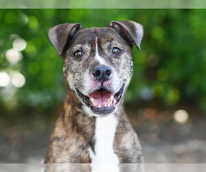 Boxer Dogs for adoption in Tavares, FL, USA