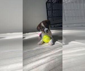 Mutt Dogs for adoption in Ocala, FL, USA