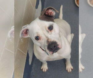 American Pit Bull Terrier Dogs for adoption in Glen Allen, VA, USA
