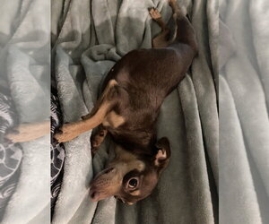Chihuahua Dogs for adoption in FRAMINGHAM, MA, USA