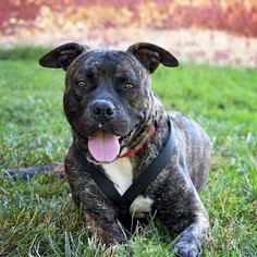Bullypit Dogs for adoption in St. Ann, MO, USA