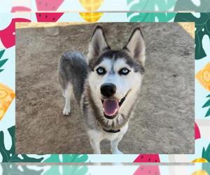 Siberian Husky Dogs for adoption in Ojai, CA, USA