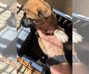 German Shepherd Dog-Unknown Mix Dogs for adoption in Chula Vista, CA, USA