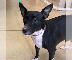 Rat Terrier Dogs for adoption in Wadena, MN, USA
