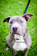 American Staffordshire Terrier Dogs for adoption in Dallas, TX, USA