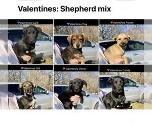 Shepradors Dogs for adoption in Newark, DE, USA