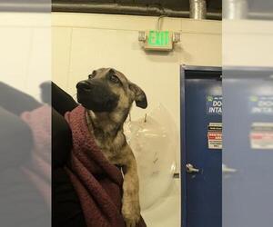 German Shepherd Dog Dogs for adoption in Bakersfield, CA, USA