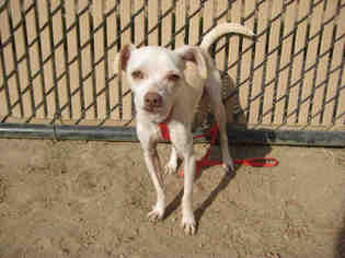 Chihuahua-Parson Russell Terrier Mix Dogs for adoption in Norco, CA, USA