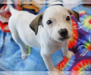 Catahoula Leopard Dog-Labrador Retriever Mix Dogs for adoption in Tallahassee, FL, USA