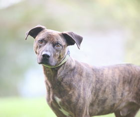 American Staffordshire Terrier-Unknown Mix Dogs for adoption in Williamston, MI, USA