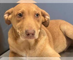 German Shepherd Dog-Unknown Mix Dogs for adoption in Orange, CA, USA