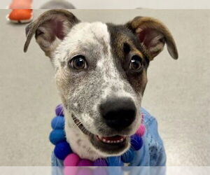 Mutt Dogs for adoption in Redwood City, CA, USA