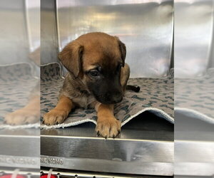 German Shepherd Dog-Unknown Mix Dogs for adoption in San Andreas, CA, USA