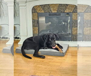 Labrador Retriever Dogs for adoption in Woodland, CA, USA