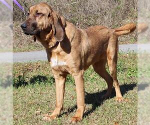 Bloodhound Dogs for adoption in Prattville, AL, USA