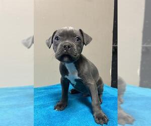 American Pit Bull Terrier Dogs for adoption in Redlands, CA, USA