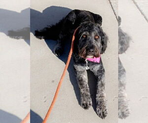 Labrador Retriever-Unknown Mix Dogs for adoption in Salt Lake City, UT, USA