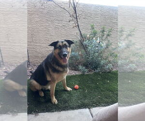 Siberian Husky-Unknown Mix Dogs for adoption in Phoenix, AZ, USA