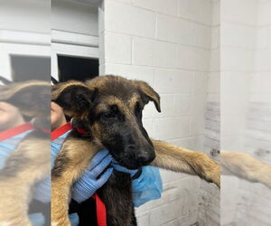 German Shepherd Dog Dogs for adoption in San Bernardino, CA, USA